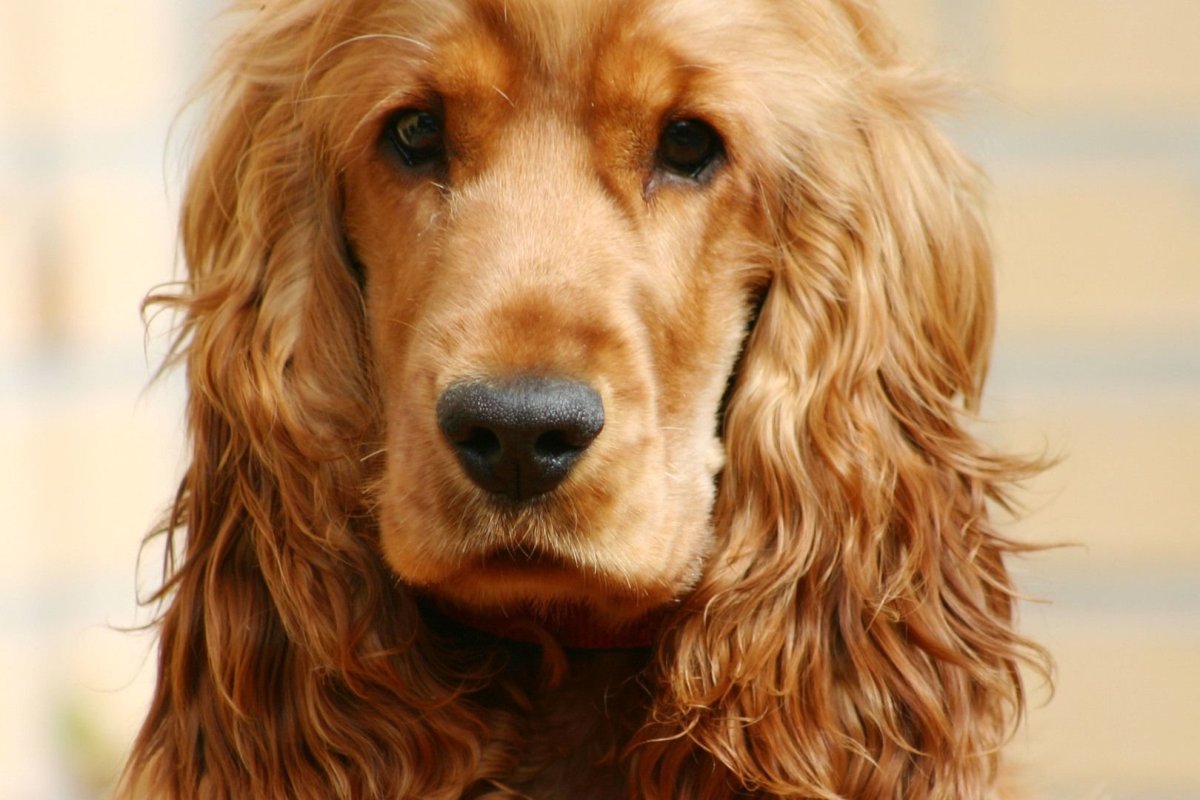 Кокер спаниель персиковый