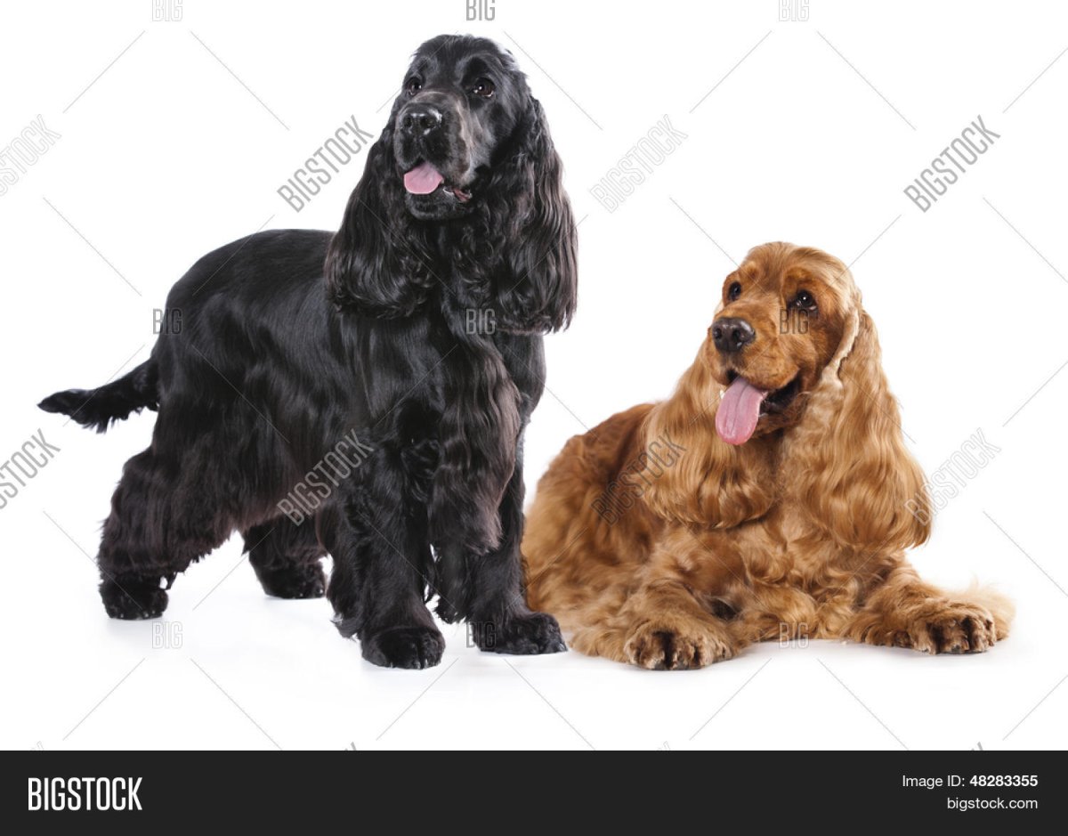 Американский кокер на белом фоне