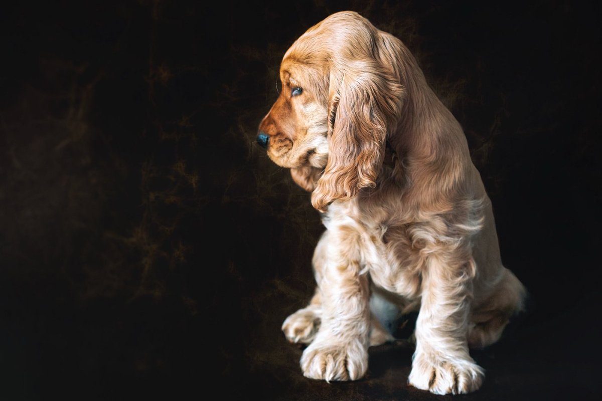 Кокер спаниель мини