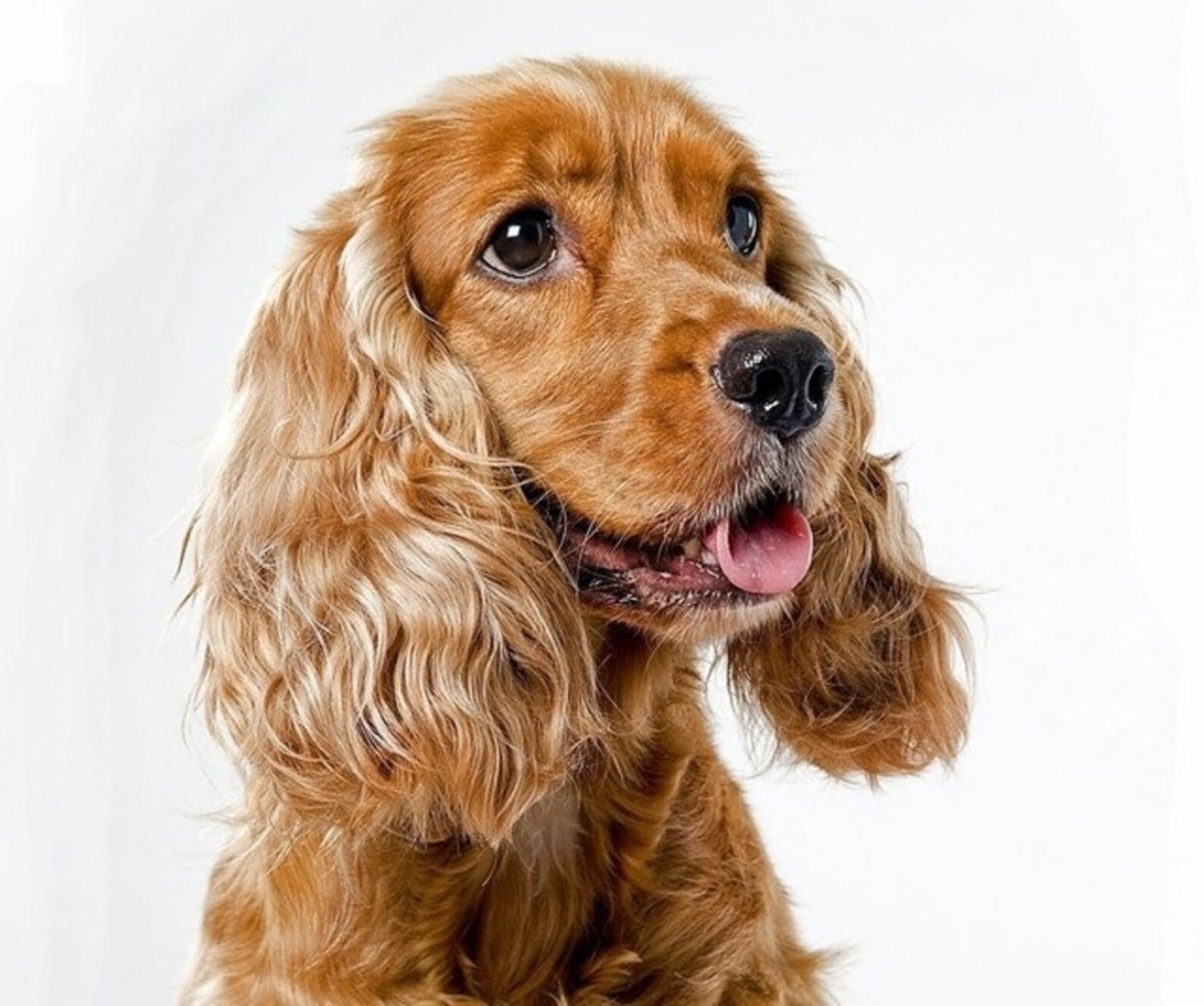 Английский кокер-спаниель