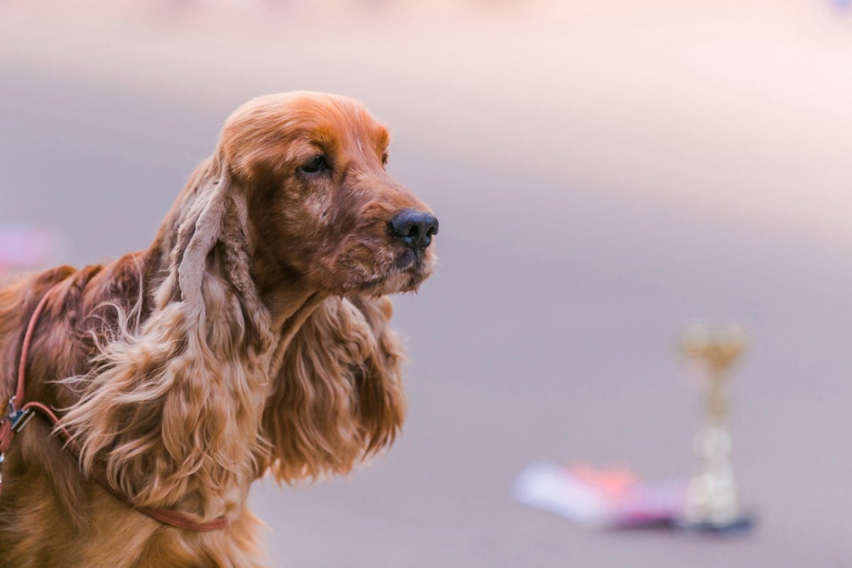 Кокер спаниель длинношерстный