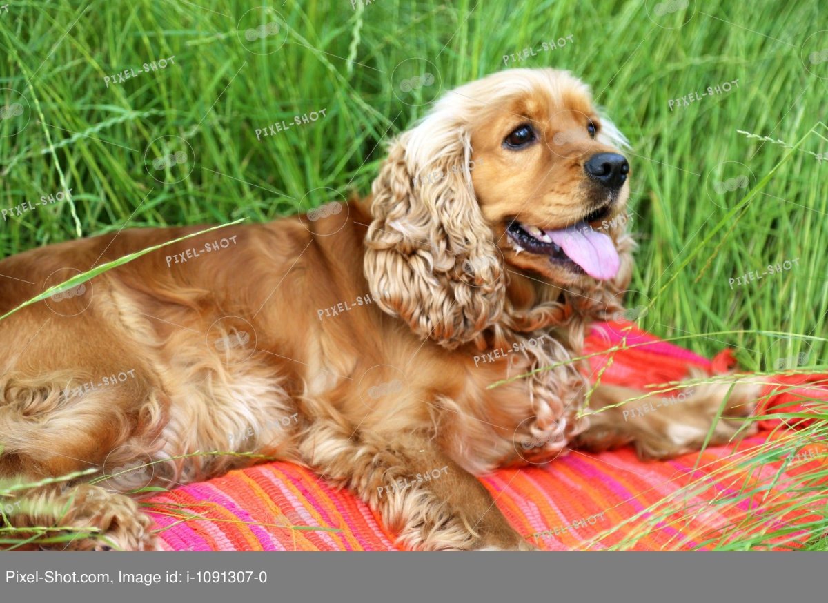 Английский кокер-спаниель