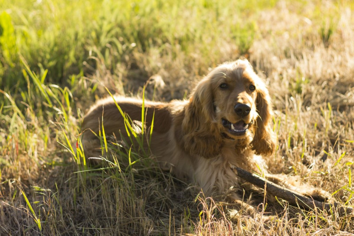 Английский кокер-спаниель