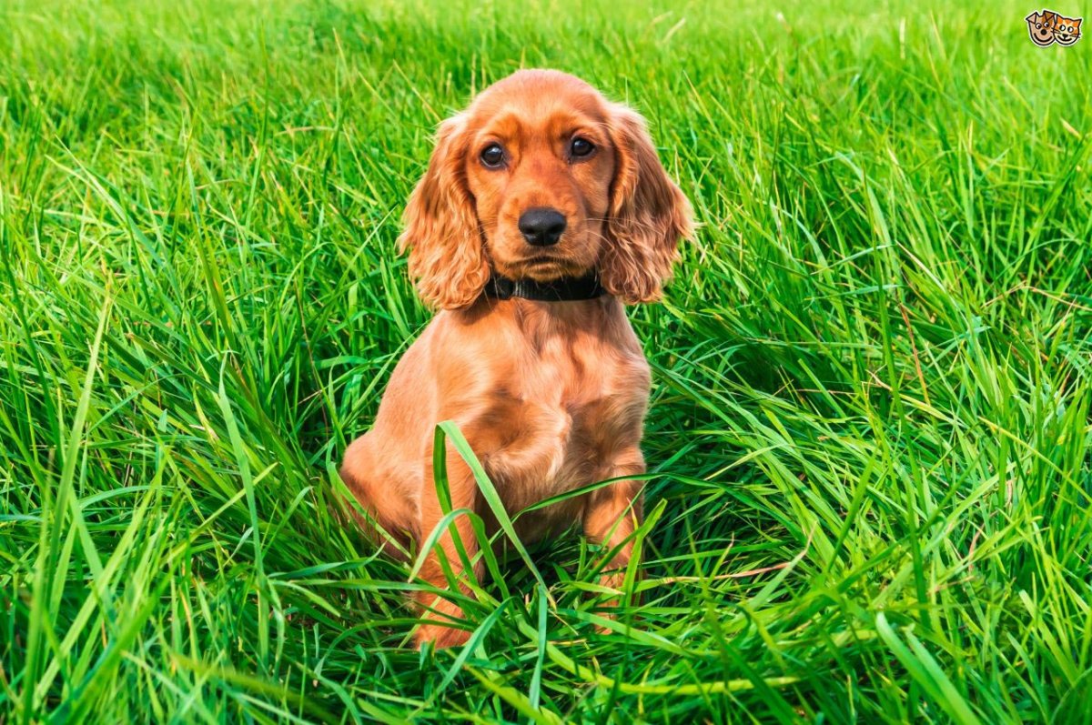 Английский кокер спаниель фото лежит