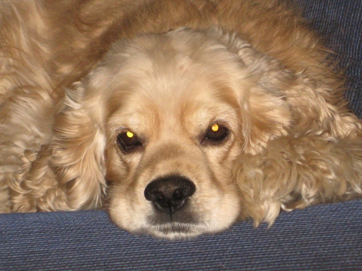 Английскийкоккоер спаниель