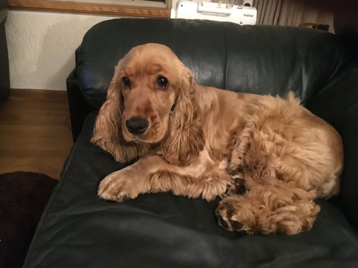 Английский кокер-спаниель