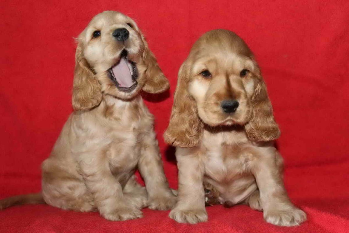 Британский кокер спаниель