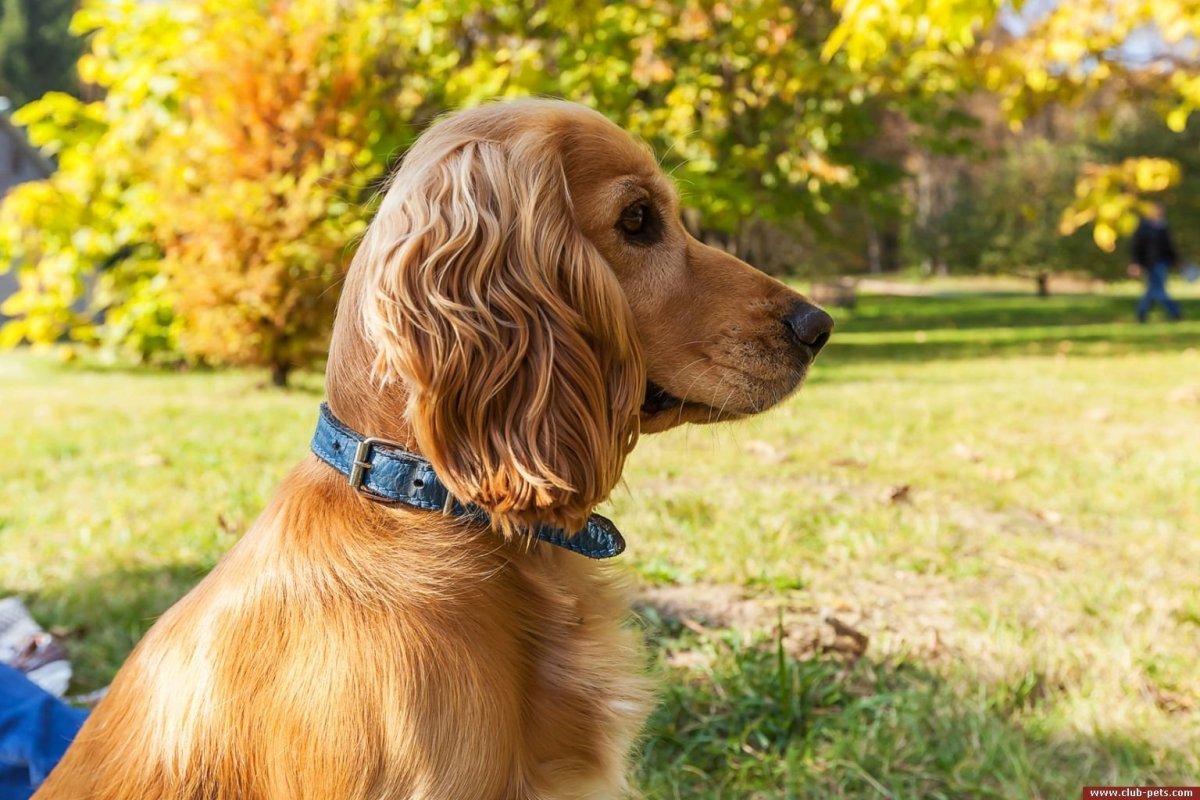 Рост щенка английского кокер спаниеля в 2 месяца