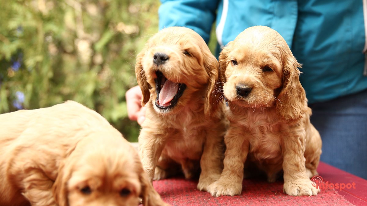 Немецкий кокер спаниель