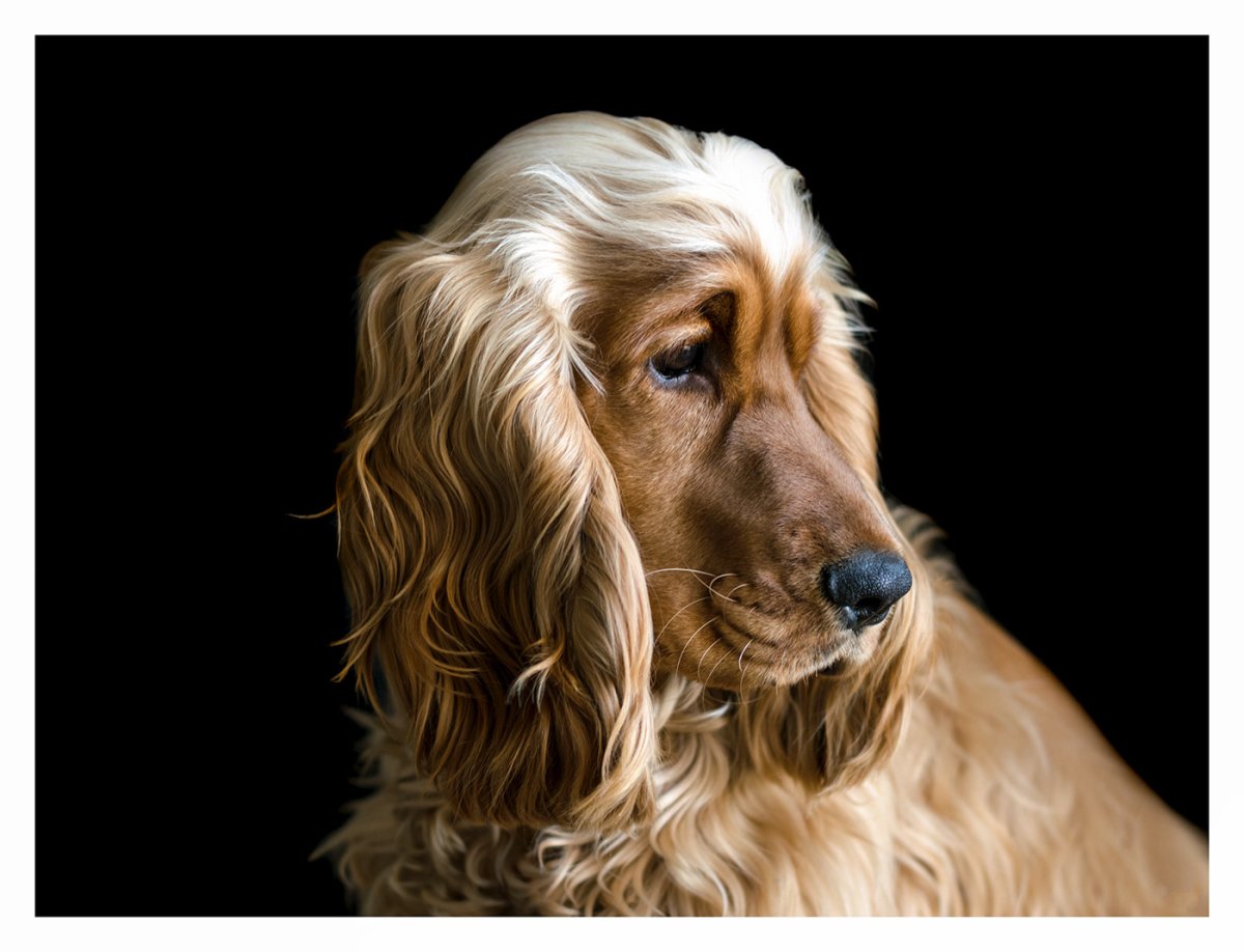 Щенки английского кокер спаниеля