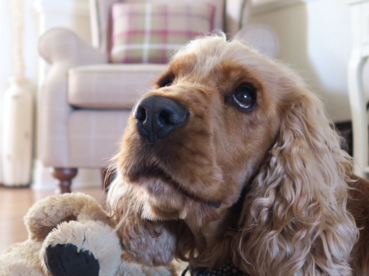 English Cocker Spaniel Puppy