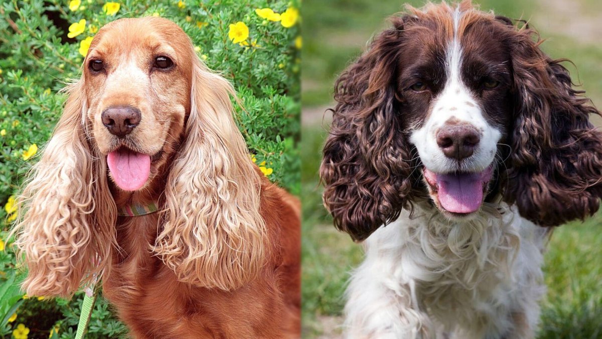 Собака похожая на спаниеля