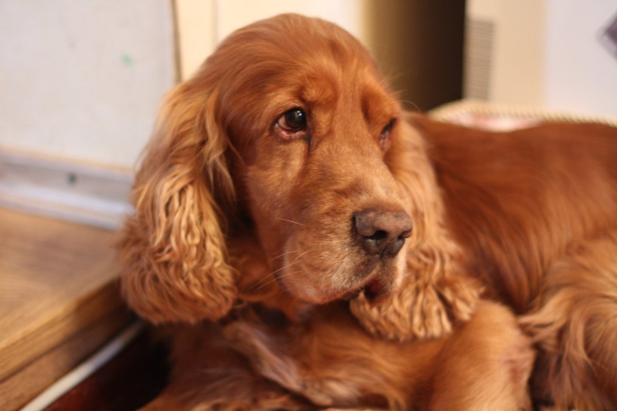 Английский кокер-спаниель