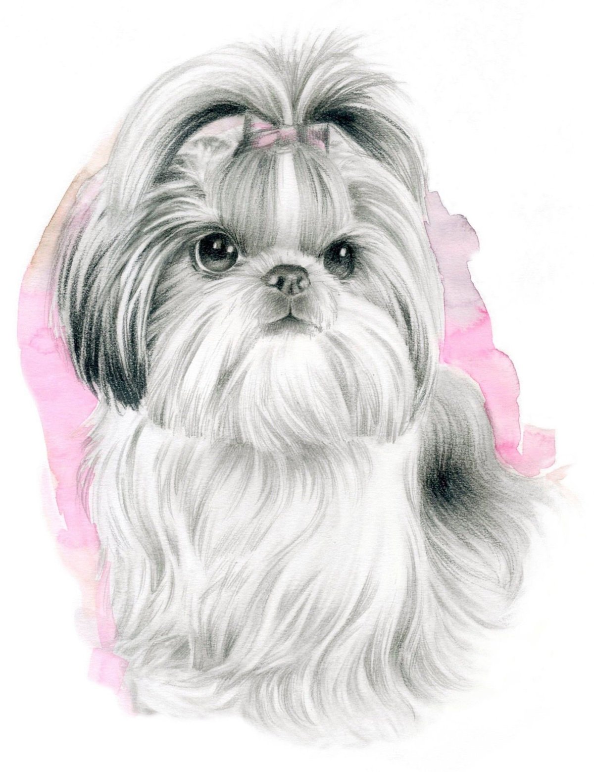 Ши тцу вектор