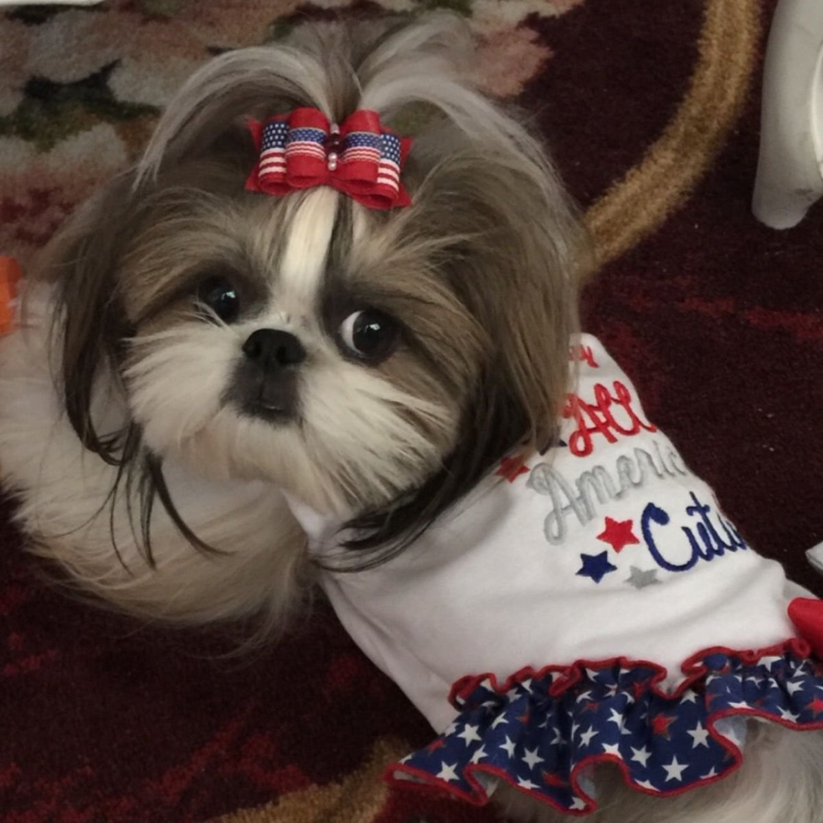 Стрижка ши тцу плюшевый