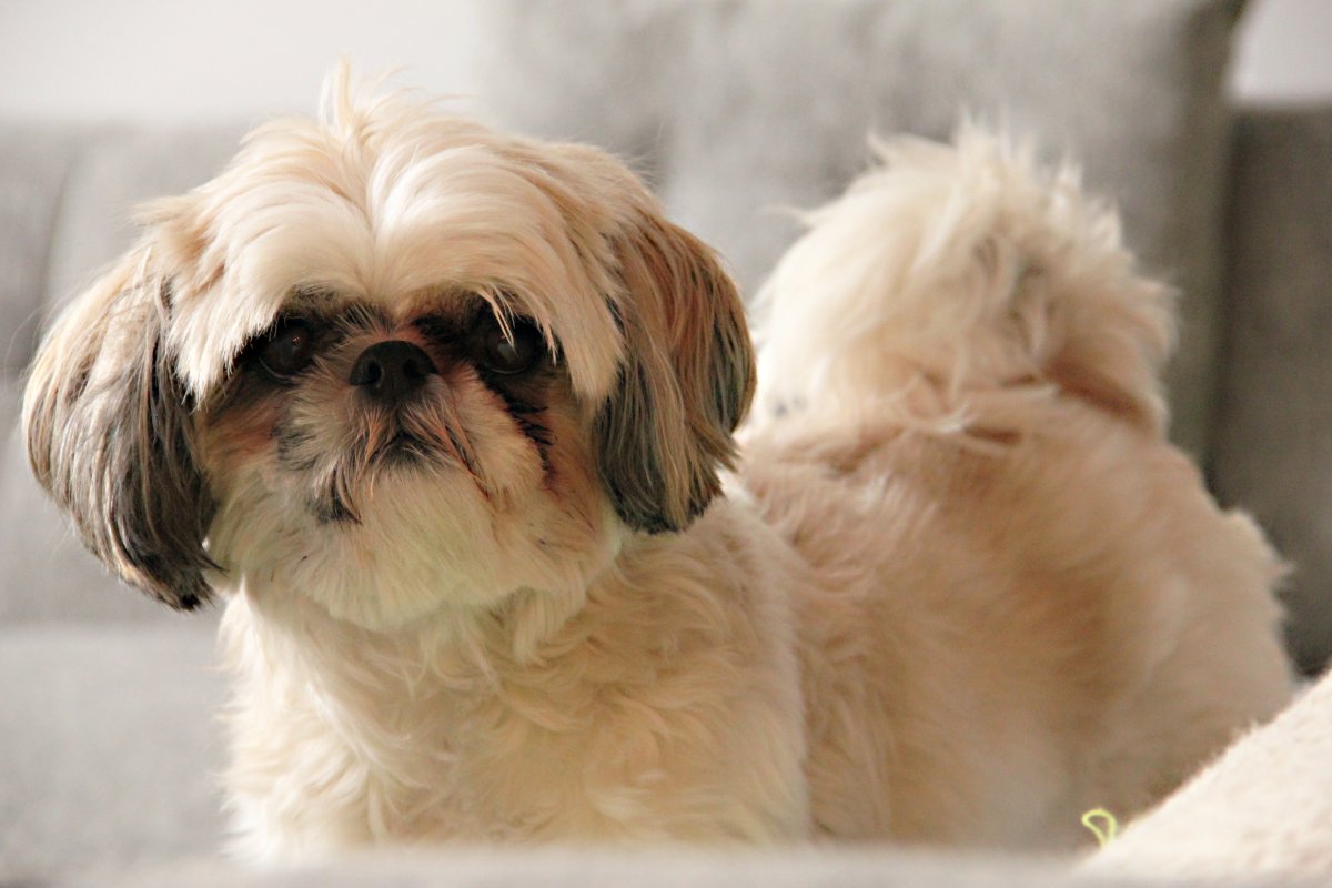 Ши тцу белый