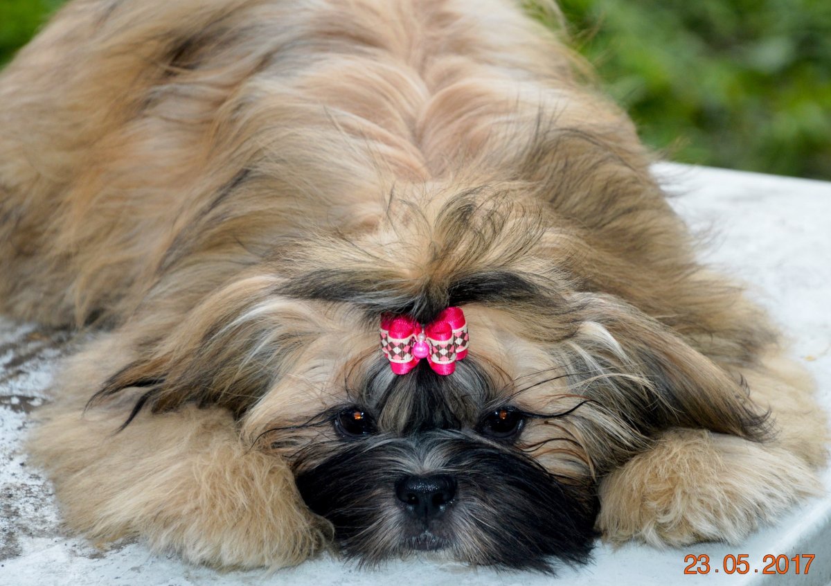 Ши тцу обросший