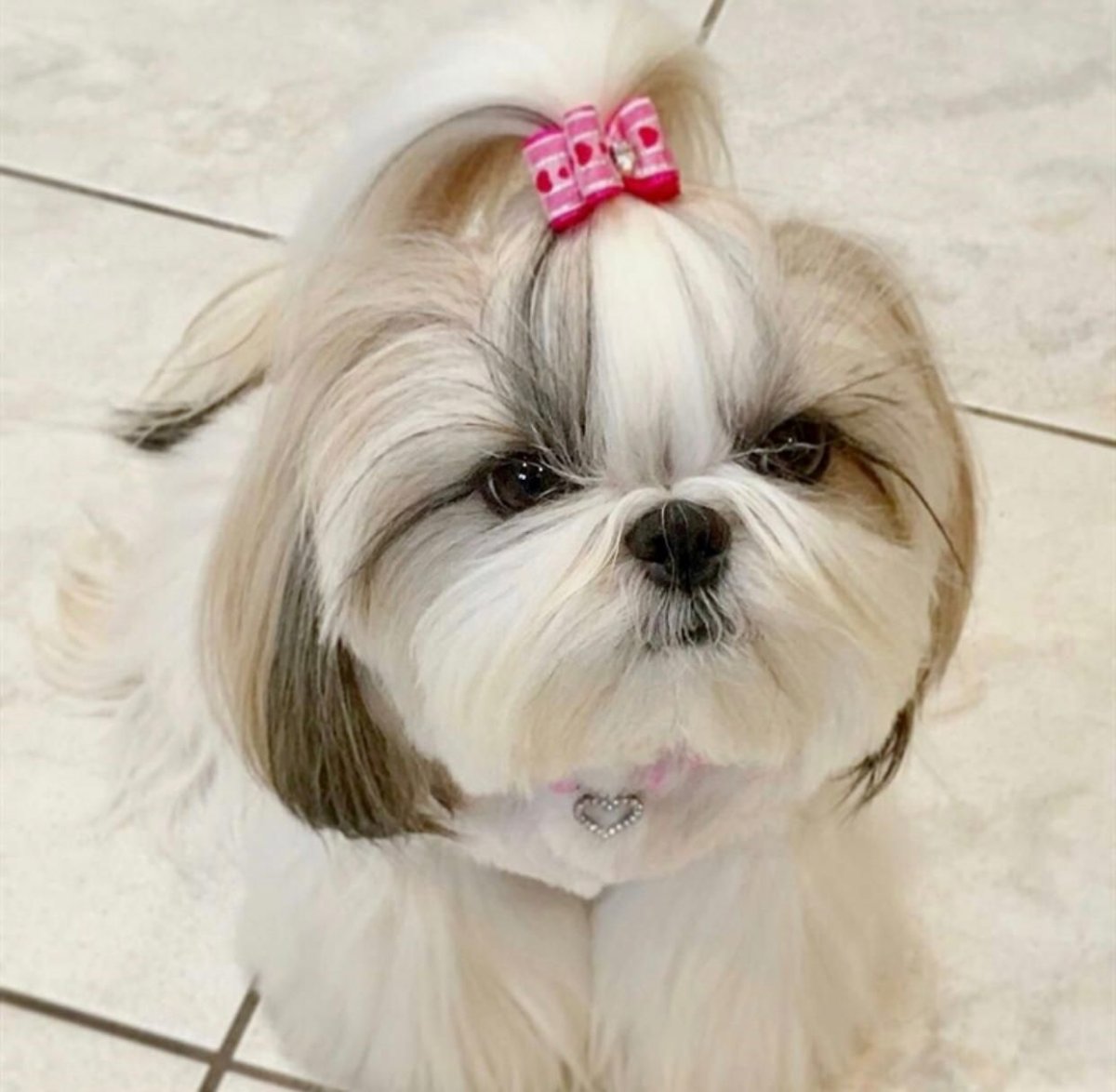 Ши тцу короткошерстные