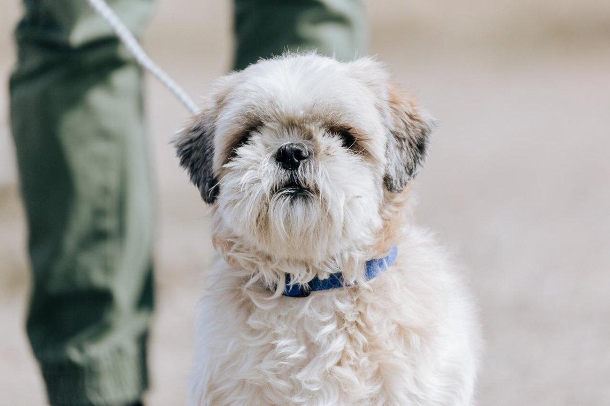 Стрижка морды ши тцу