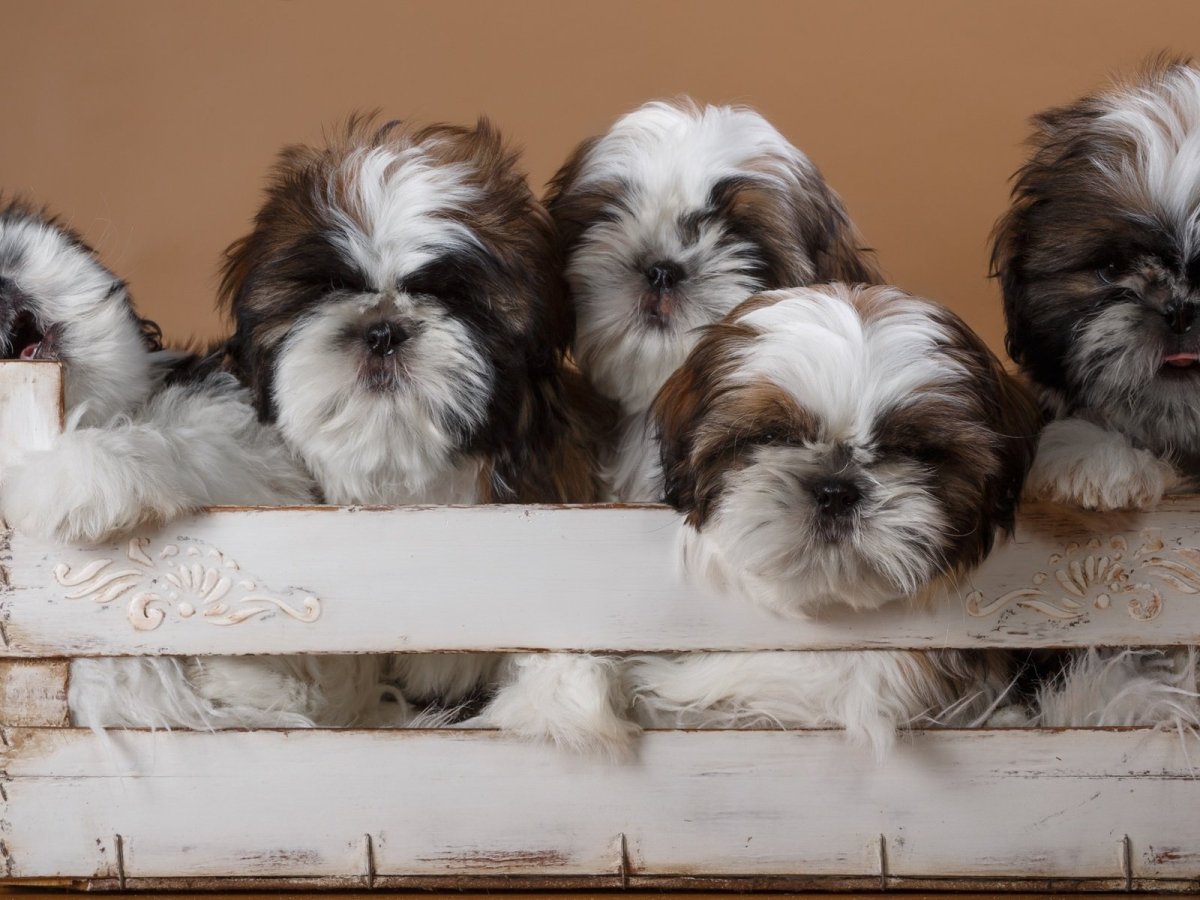 Собачка ши тцу