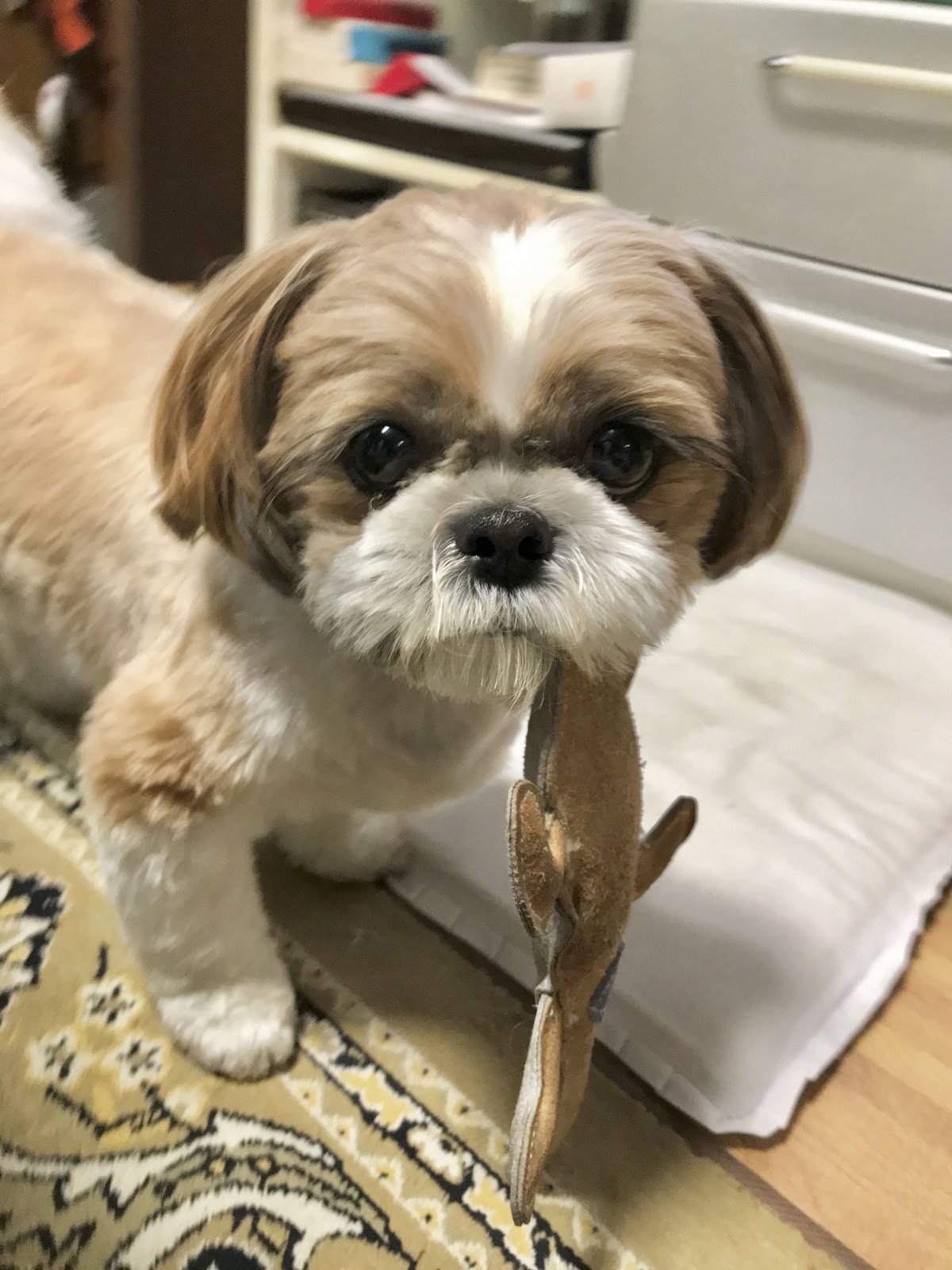 Ши тцу коричневый