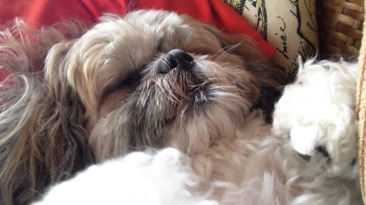 Ши тцу актриса