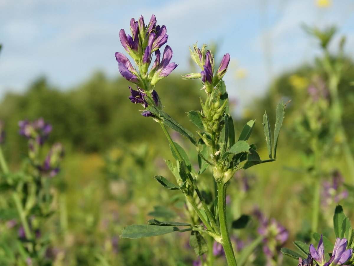 Люцерна бобовые