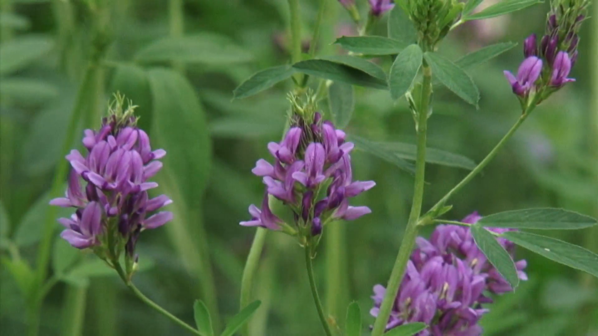 Люцерна растение