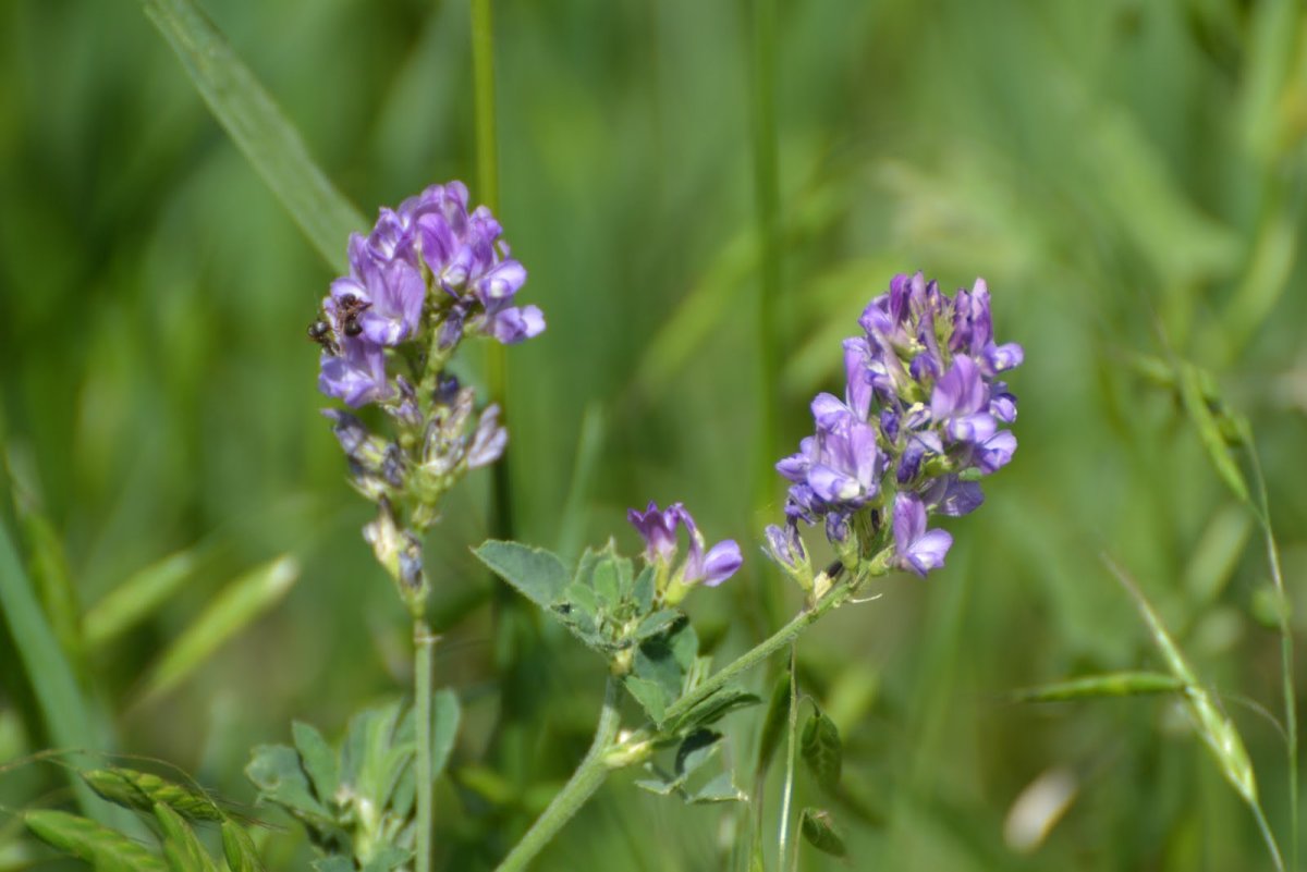 Люцерна Полевая