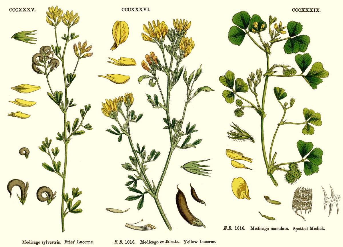 Люцерна изменчивая