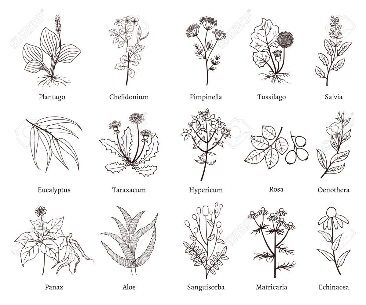 Рисунки лекарственных растений с названиями срисовать