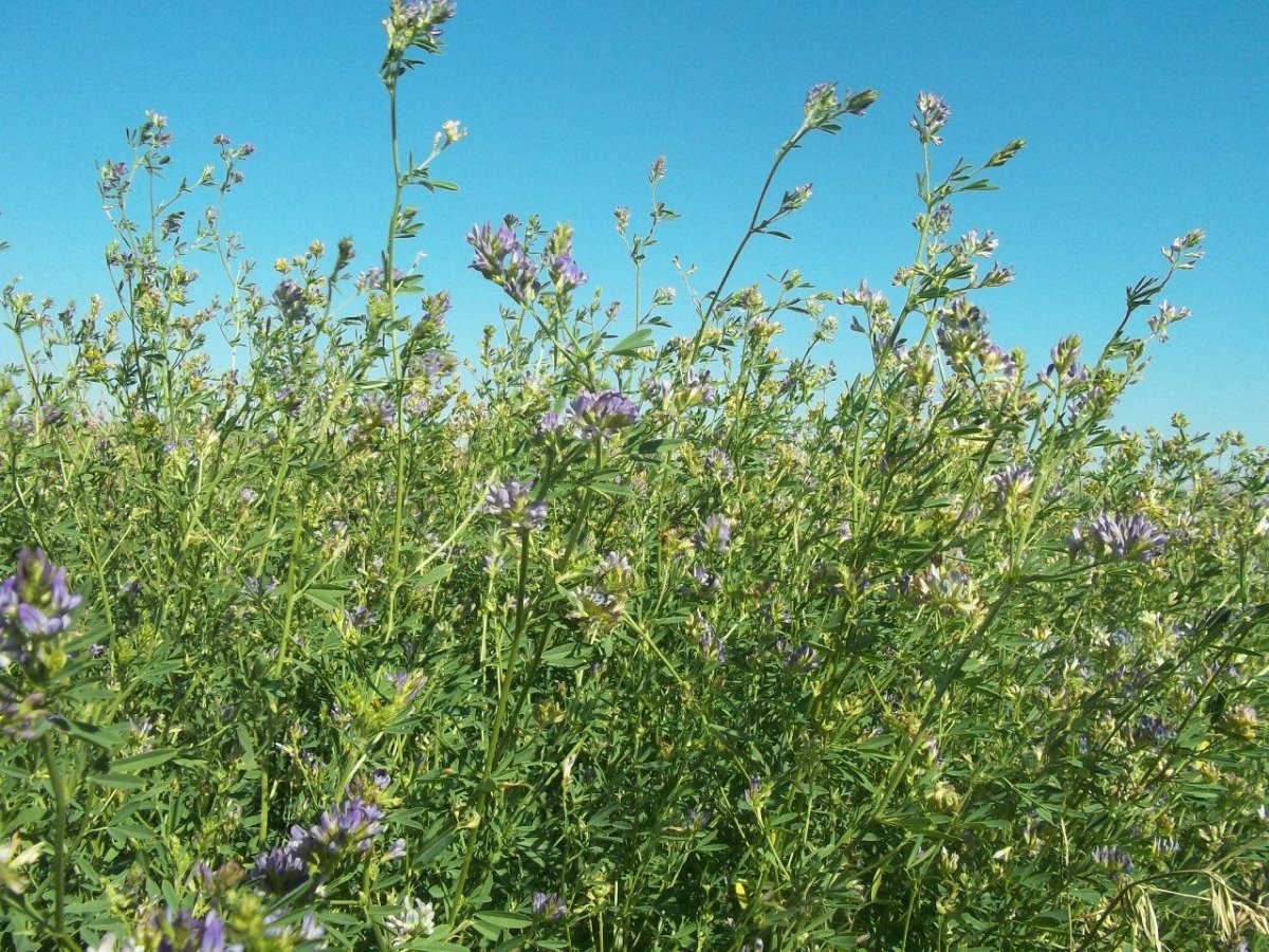 Люцерна посевная (Alfalfa):