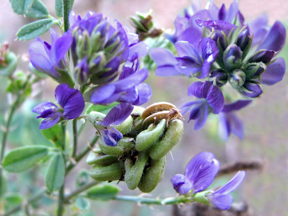 Люцерна синегибридная