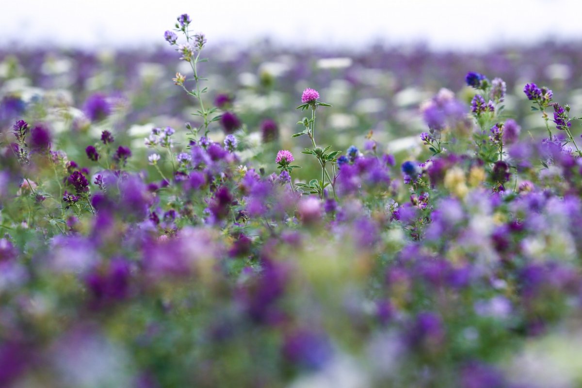 Цветущее поле люцерны