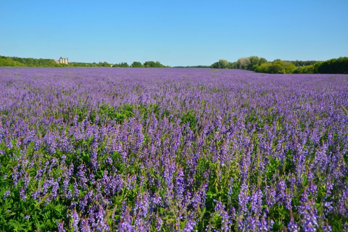 Люцерна Полевая