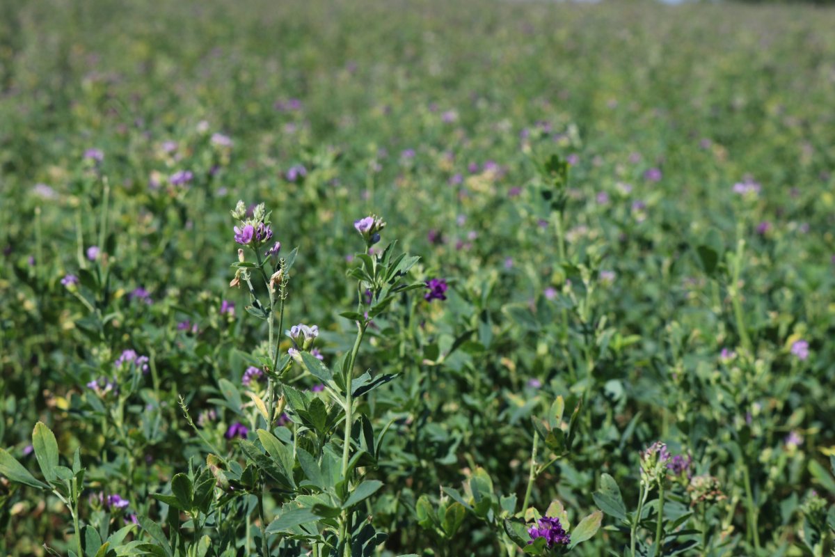 Люцерна трава кормовая