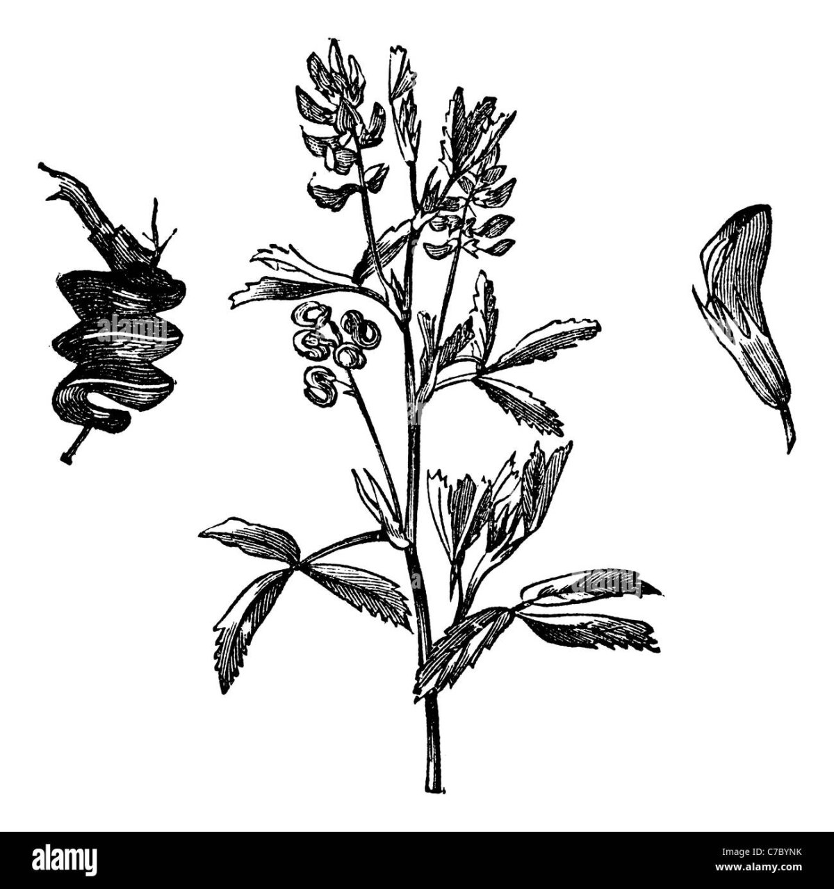 Диаграмма люцерны серповидной