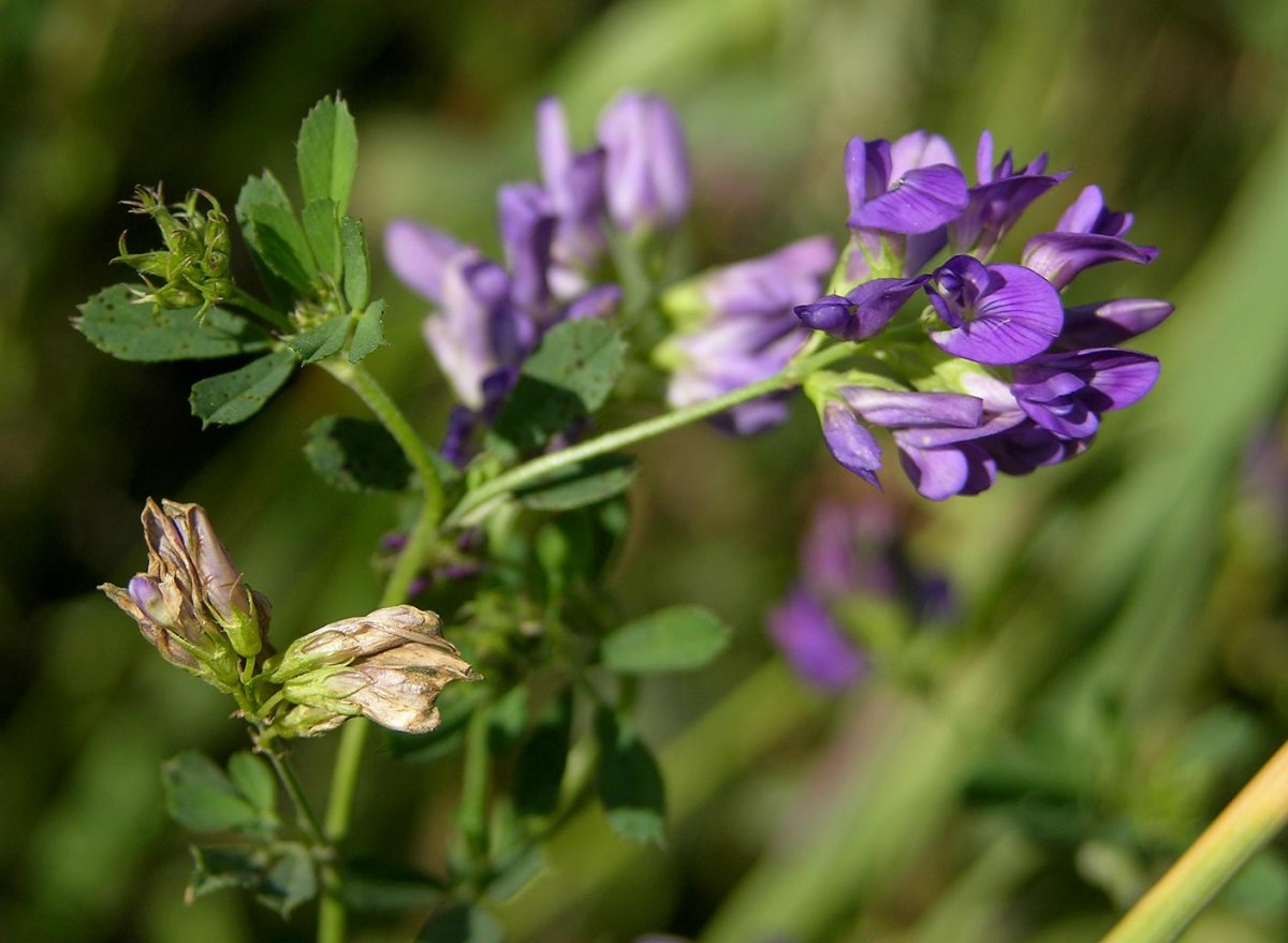 Люцерна синяя посевная