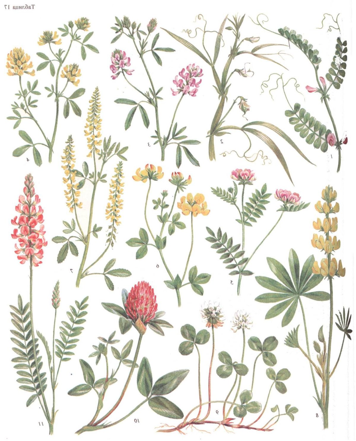 Вика, чина, донник, Клевер, люцерна