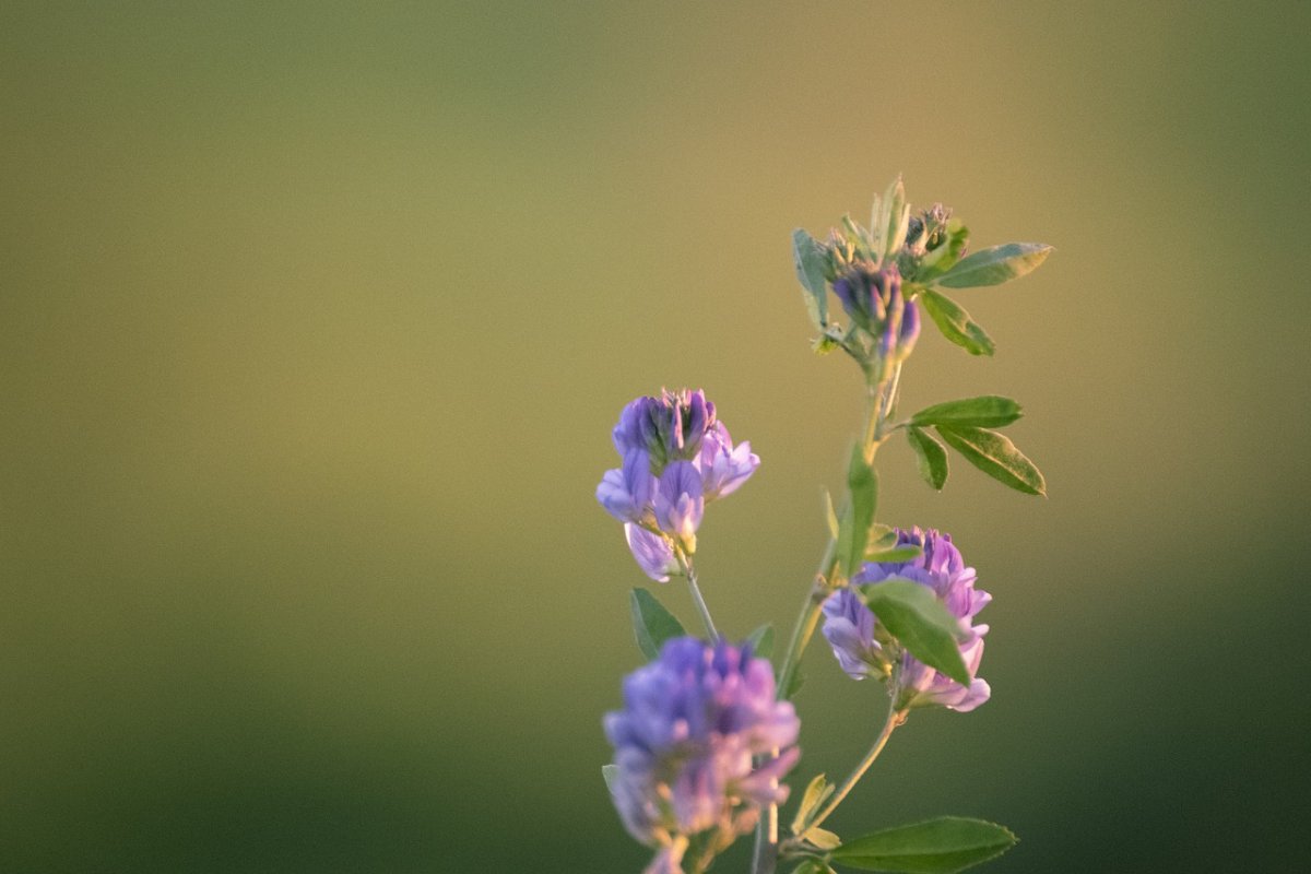 Фото цветочка люцерны для детей