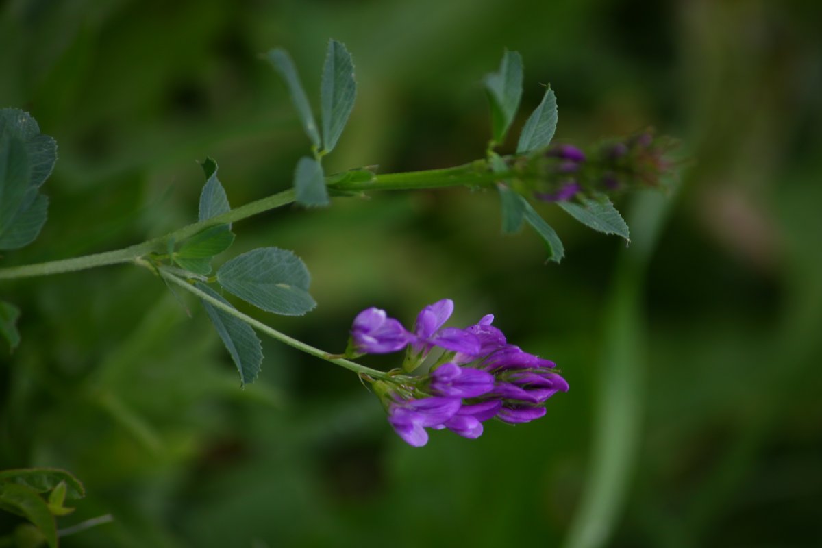 Люцерна синяя посевная