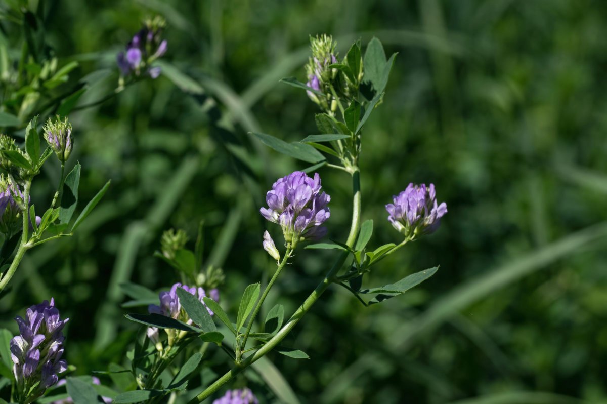 Что такое люцерна и лен и хлопчатник