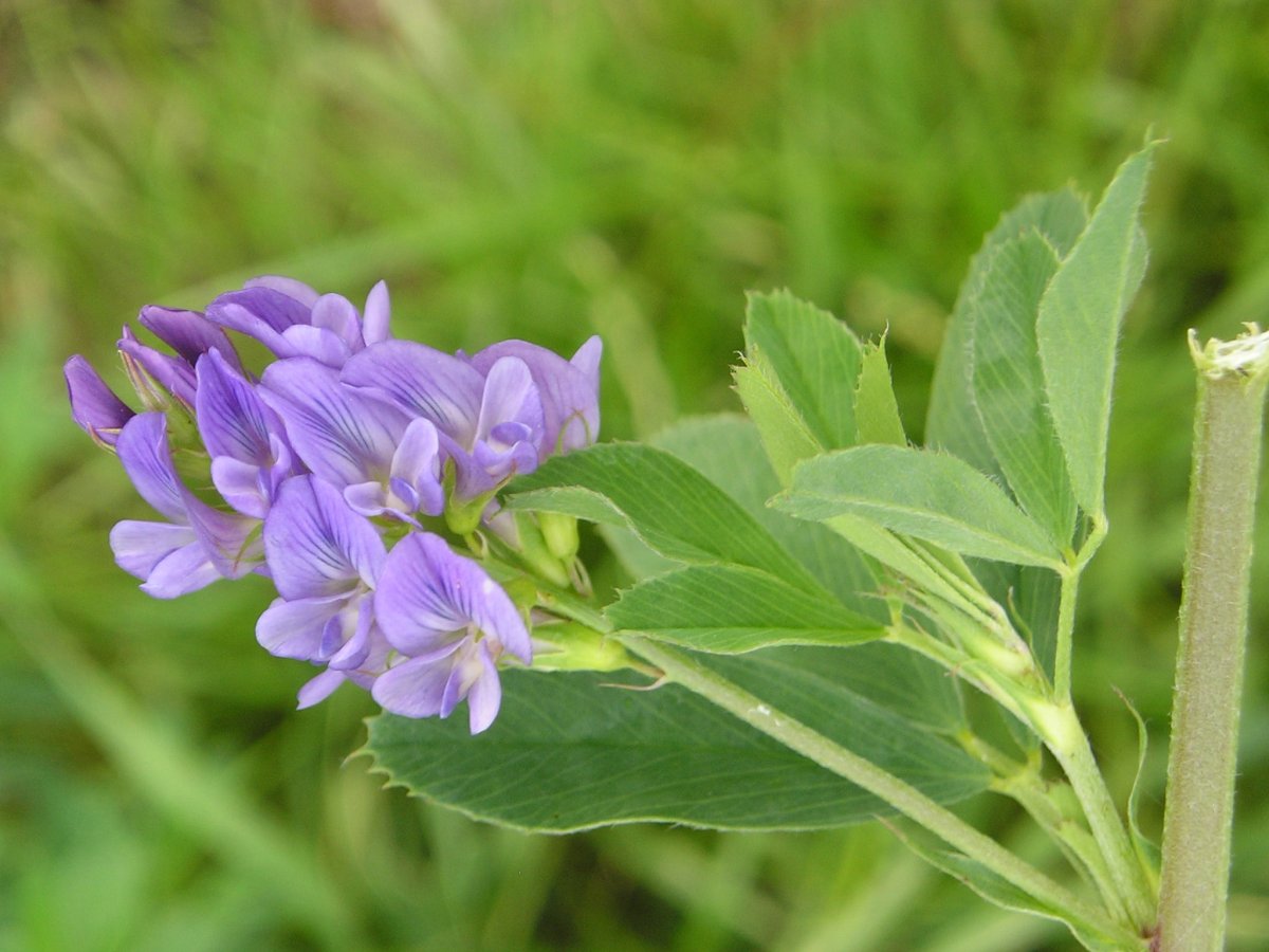 Люцерна посевная (Alfalfa):