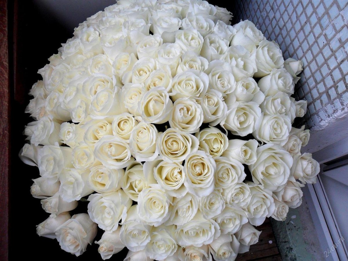 Белоснежные розы, 101 роза
