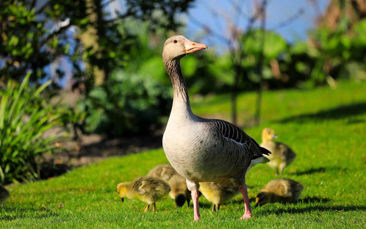 Гусь гусенок гусята