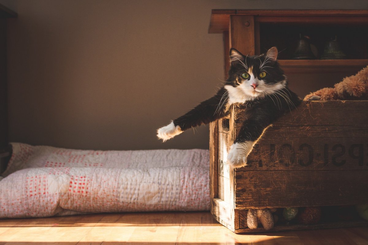 Сибирские кошки в деревне