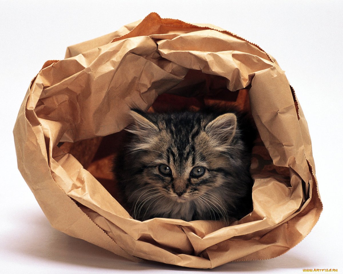 Котенок в пакете