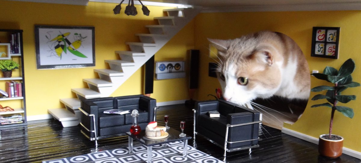 Комната для кошек