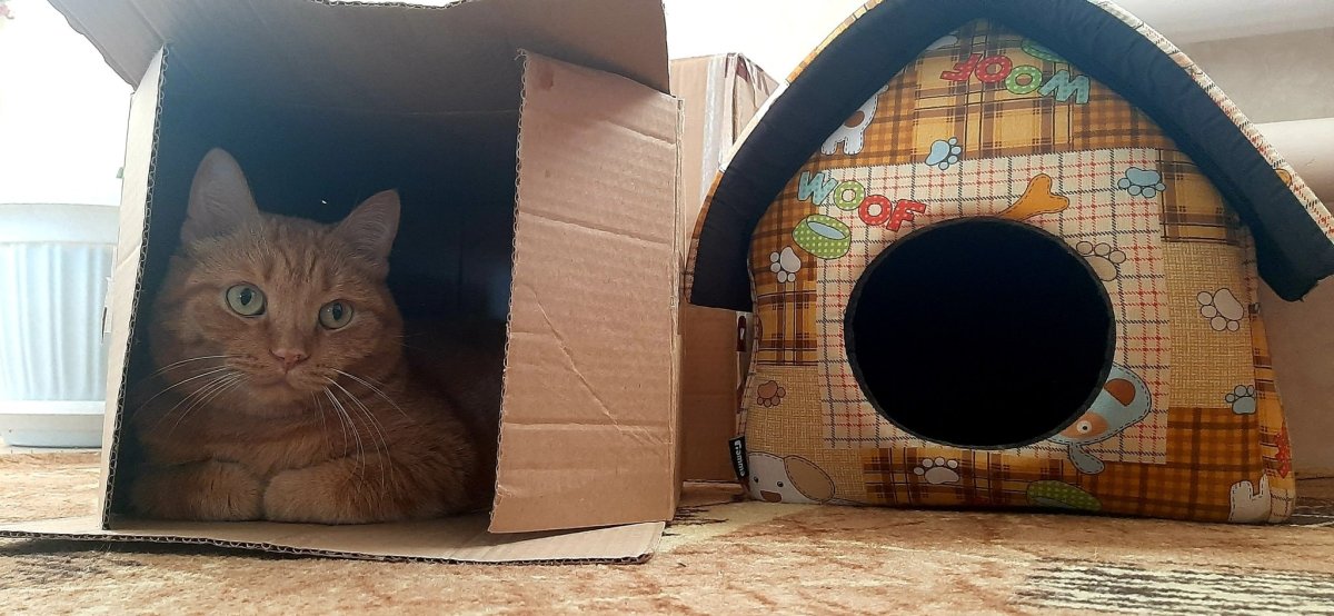 Котенок в домике рисунок