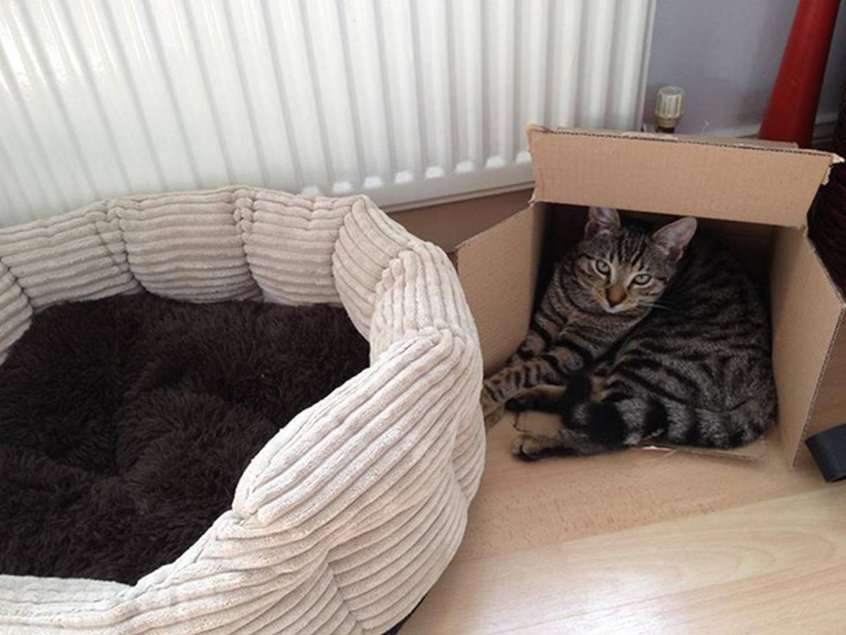 Коты Эстетика розовый